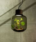 Plant Lamp  прибор, работающий от комнатного растения